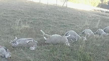 Dans le Vercors, 64 brebis retrouvées mortes après une attaque de loups