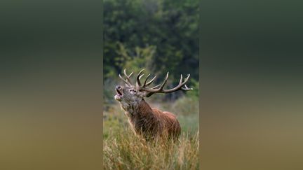 Avec Le Brame du cerf, la