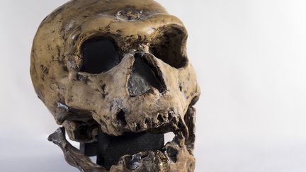 Il y a 25 000 ans, Homo sapiens consommait déjà des substances psychoactives