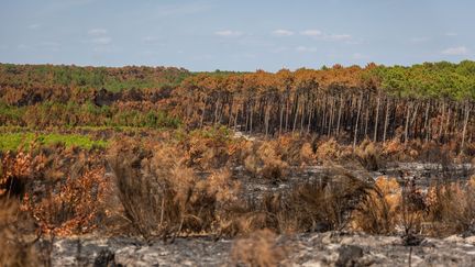 Incendies en Gironde : le syndicat des sylviculteurs du Sud-Ouest réclame des subventions pour traiter le bois brûlé et des prix négociés pour la revente