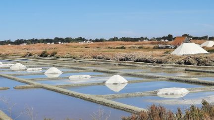 Les producteurs de sel de Noirmoutier ont récolté cet été plus de 5 500 tonnes, un nouveau record