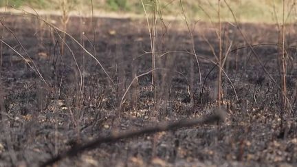 Incendie et vigilance rouge dans le Gard, l'Aude se renforce