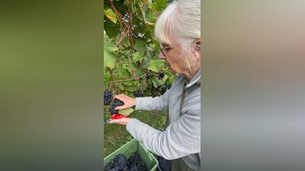 L'Angleterre vendange son vin rouge... en avance