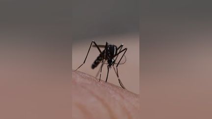 Des moustiques jusqu'en décembre ?