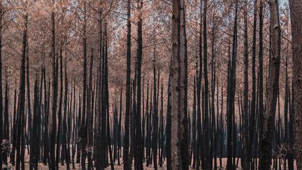 Environ 98 000 hectares ont brûlé depuis le début de l'année en France, selon l'Office national des forêts, un record depuis 1976