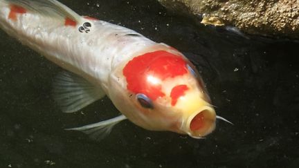 Quatre personnes interpellées après le vol de 230 carpes koï dans l'Oise