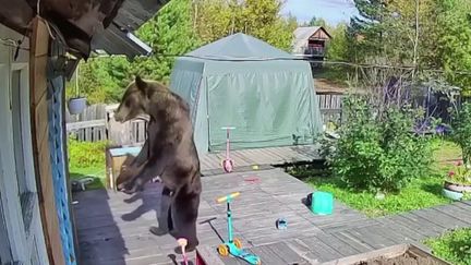 En Sibérie, les attaques mortelles d'ours se multiplient