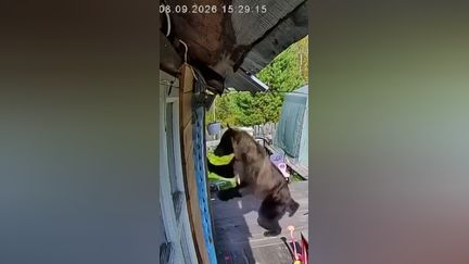 Les attaques d'ours se multiplient en Sibérie