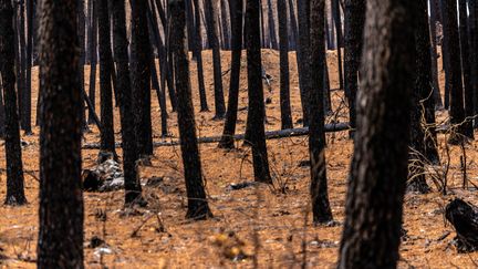 Dans les Landes, les feux de forêt de Biscarrosse et de Luglon, qui ont parcouru cet été 3 600 et 1 700 hectares,