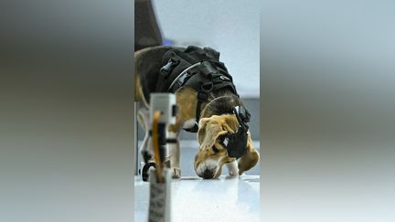 En Inde, des chiens entraînés à détecter des cancers à l’aide de l’IA