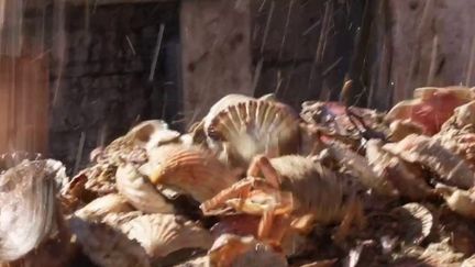 Coquilles Saint-Jacques : les coulisses d'ouverture de la saison, qui s'annonce belle, malgré l'impact du carburant