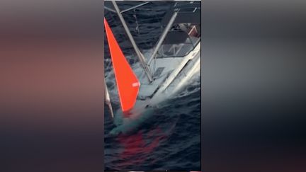 Un voilier percuté par un banc de cachalots