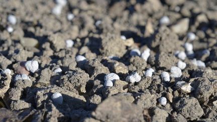 Les taux autorisés de cadmium dans les engrais seront abaissés à 20 mg/kg en 2030