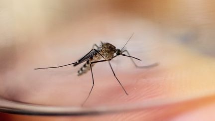 Transmission par les moustiques, records de cas en France, symptômes... Cinq questions sur le virus du Nil occidental qui se propage en Europe