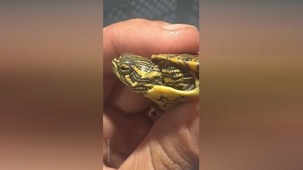 Impressionnante saisie d’animaux exotiques en Italie