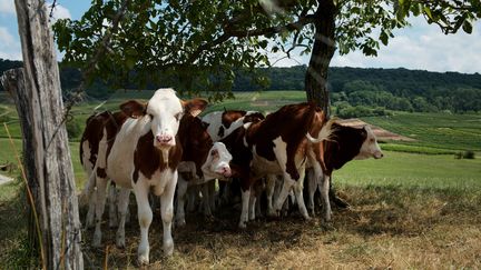 Après la sécheresse record cet été en France, l'assouplissement des cahiers des charges des AOP comté, morbier et bleu de Gex publié au Journal officiel