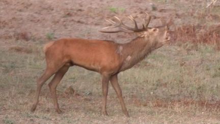 Au château de Chambord dans le Loir-et-Cher, le spectacle saisissant du brame du cerf