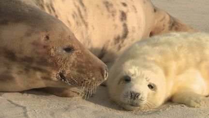 Helgoland, un havre de paix sauvage au large de l'Allemagne