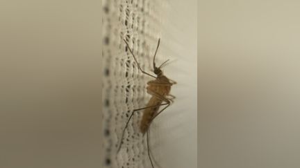 Cinq morts en France, l'inquiétant virus du Nil