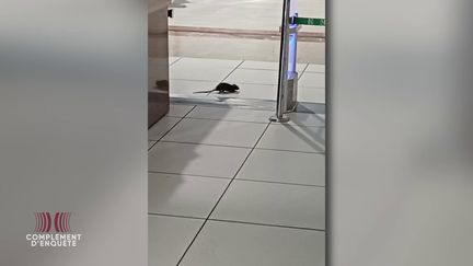 VIDEO. Des rats qui se baladent dans les rayons d'un hypermarché Carrefour : images exclusives dans