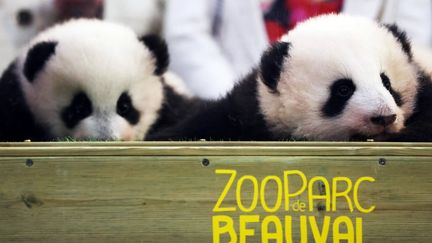 Les deux pandas du zoo de Beauval quitteront la France pour la Chine le 17 décembre, un nouveau couple arrivera