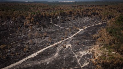 Un Loto pour reconstruire les forêts ravagées par les incendies, une initiative qui divise