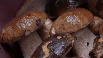 Dordogne : après la sécheresse, les cèpes font leur retour sur les étals