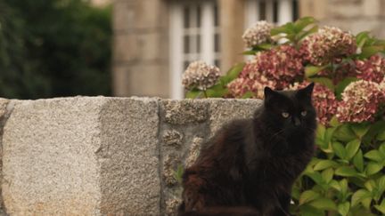 Disparitions de chats dans le Finistère : une mystérieuse série inquiète les habitants