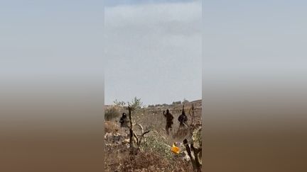 Cisjordanie : vi0lences dans les champs d'oliviers