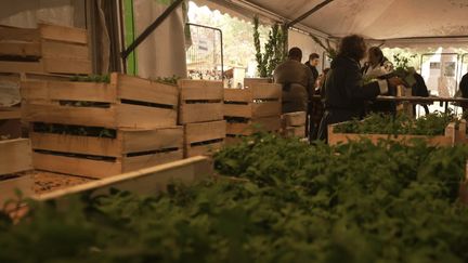 À Lège-Cap-Ferret, la distribution d'arbres pour tourner la page des incendies