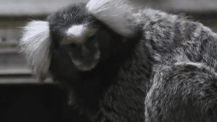 Près de Pau, un zoo lance un appel à témoins après le vol de 14 singes