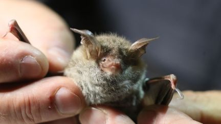 Les superpouvoirs des chauves-souris